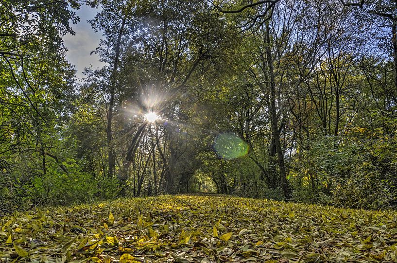 Herfst in Zestienhoven van Frans Blok