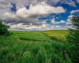 Blick aufs Feld von Bild.Konserve