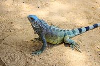 Bunter Leguan Curacao