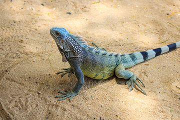 iguane coloré Curaçao sur Cheryl Zethof