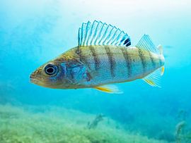 Flussbarsch im Flachwasser 2 von Martin Opladen