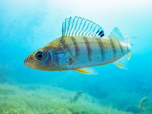 Perch in shallow water 2