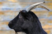 black goat