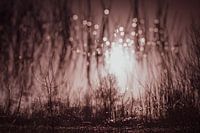 Fantastical Fairytale