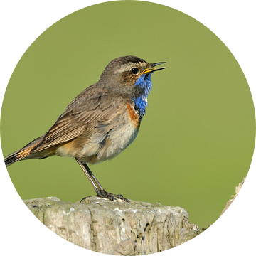 Blauwborst van Ruud Scherpenisse