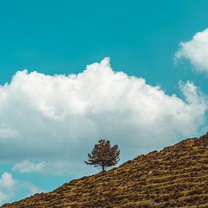 Einsamer Baum am Grashang. Minimalistische Landschaft