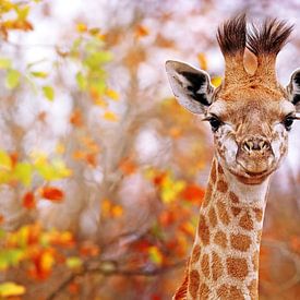 Young giraffe with colorful leaves, South Africa by W. Woyke