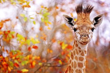 Young giraffe with colorful leaves, South Africa