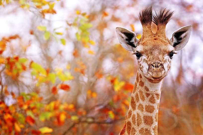 Young giraffe with colorful leaves, South Africa van W. Woyke