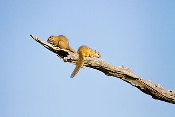 Squirls on a branch von Jan van Kemenade