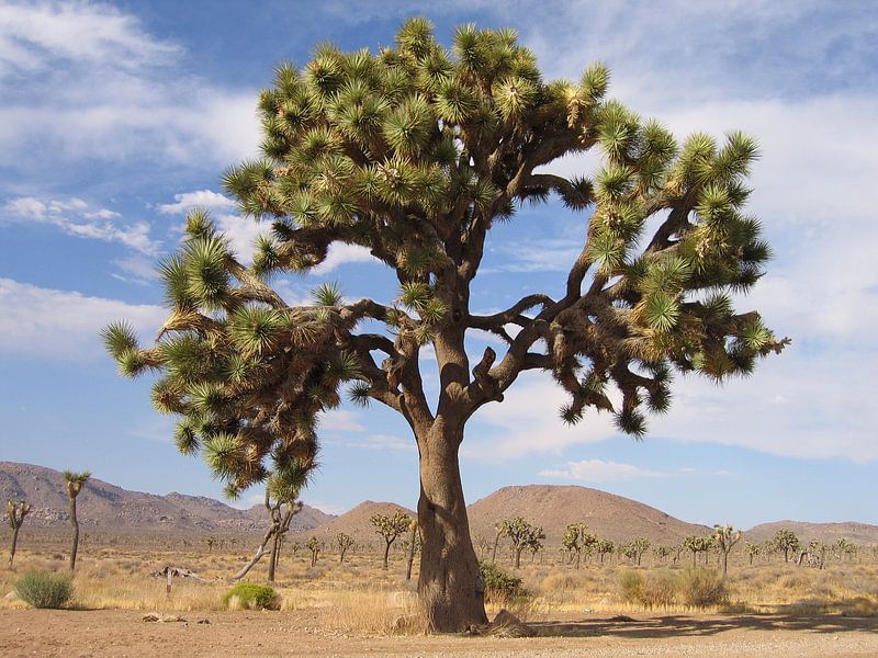 Joshua Tree by Adrie Berg