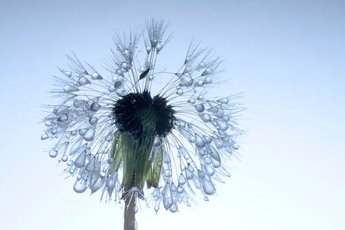 Paardenbloem met zaad in tegenlicht en dauwdruppels #2