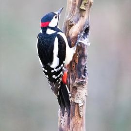 Bonte specht tegen boom van whmpictures .com