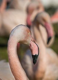 Flamingo by Alexander Cox