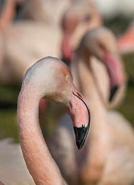 Flamingo van Alexander Cox