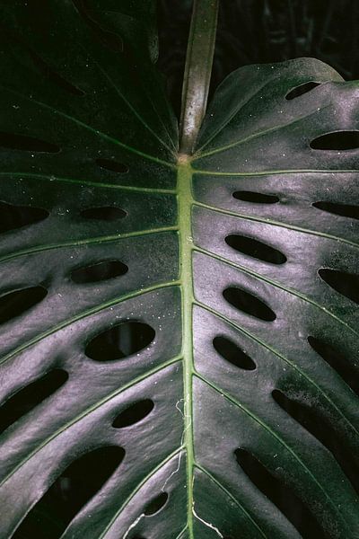 Tropische Blätter im botanischen Garten von Simone Neeling