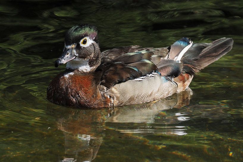 Ducks species : Ouwehands Dierenpark by Loek Lobel