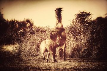 Vechtende hengsten, Hoogstandje van Maneschijn FOTO