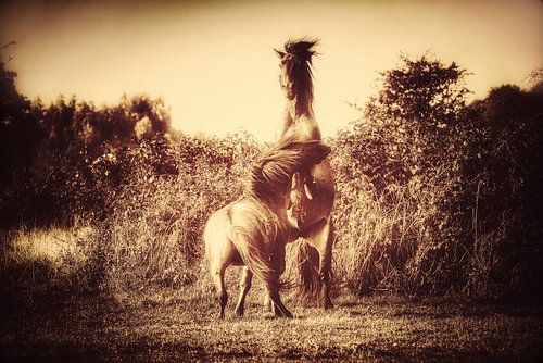 Kämpfende Hengste, Highlife