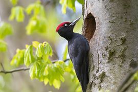 Black Woodpecker (Dryocopus martius)