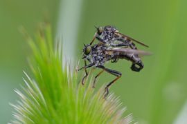 Le voleur s'envole sur Karin Jähne