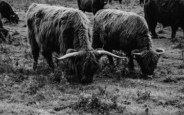 Schotse hooglanders - zwart wit van Suzanne Fotografie