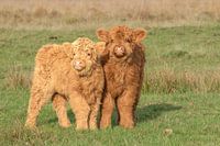 two small calves, highlanders