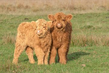 two small calves, highlanders by M. B. fotografie