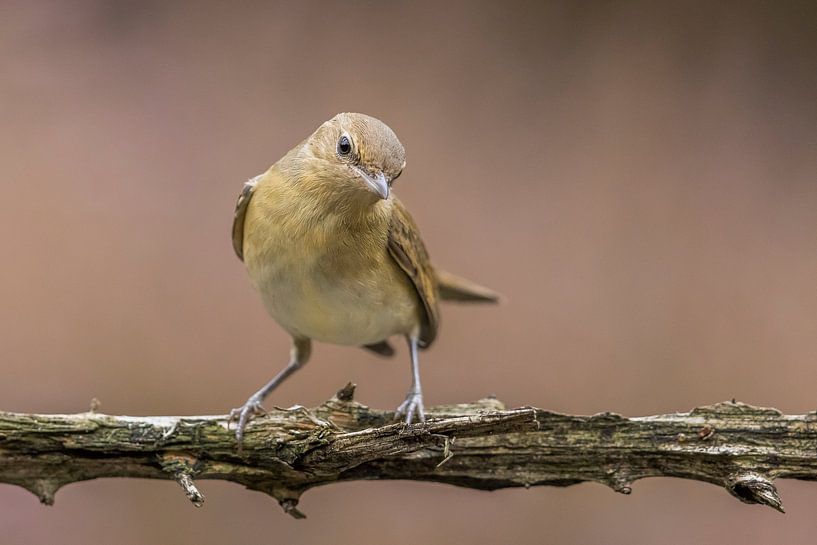Warbler on branch by Ben Bokeh