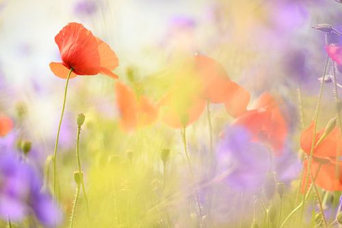 Kreatives Foto der Waalbrücke in Nijmegen