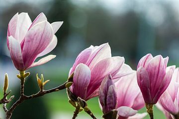 Magnolia bloesem in de lente van Werner Dieterich