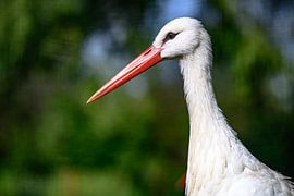 Storch von Jack Tummers