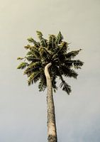Le bonheur des palmiers