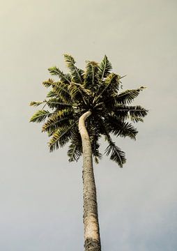 Le bonheur des palmiers sur Shot by Clint