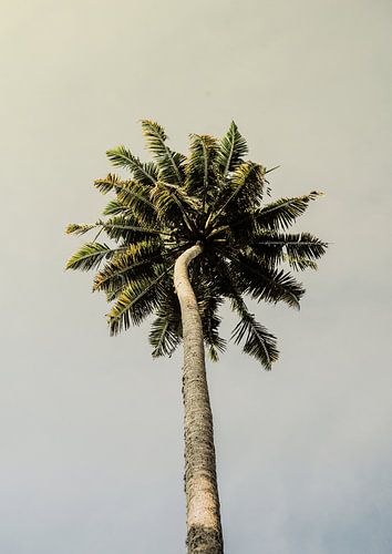 Towering Palm Bliss
