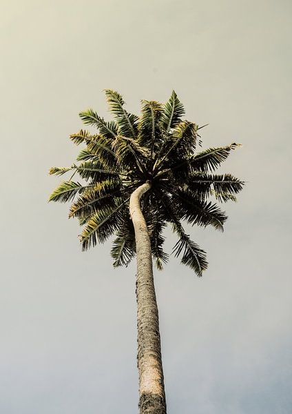 Le bonheur des palmiers par Shot by Clint