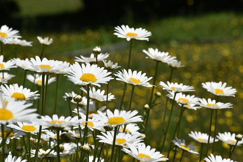 Ein Feld voller Gänseblümchen