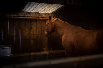 Horse dreamland