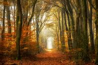 Forêt classique par Lars van de Goor Aperçu