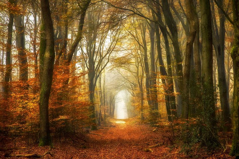 Forêt classique par Lars van de Goor