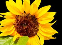 tournesol