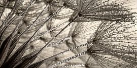 Panorama von Tropfen auf einem Morgenstern (Tragopogon) von Marjolijn van den Berg