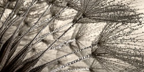 Panorama van druppels op een morgenster (Tragopogon)