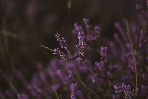 Bruyère en fleur