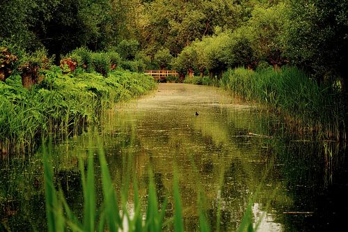 Vroege avond in het park