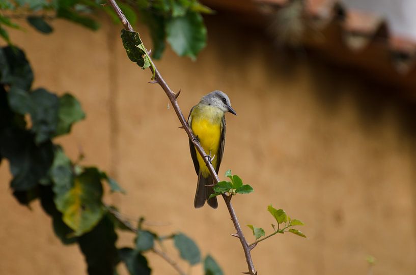 Vogel by Annemarie Winkelhagen