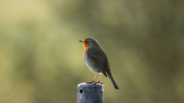 Robin by Tom Verdenius