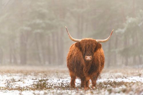 Portret van een Schotse Hooglander in de sneeuw in de winter