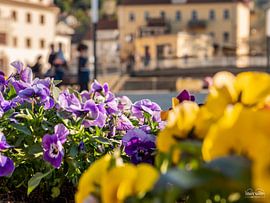 Königstein, Saxon Switzerland - Pansies at the marketplace by Pixelwerk