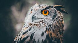 Owl by Bjorn Brekelmans